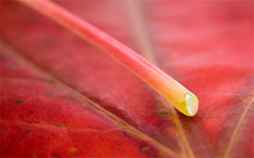 美公開杯哪個(gè)隊(duì)伍厲害,美國(guó)職業(yè)足球公開錦標(biāo)賽結(jié)束男單決賽
