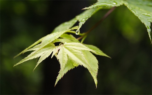 魯尼哪個賽季好,進球如流水魯尼傷愈出場